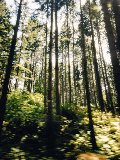 Darmowe zdjęcie z galerii z drzewa, las, natura