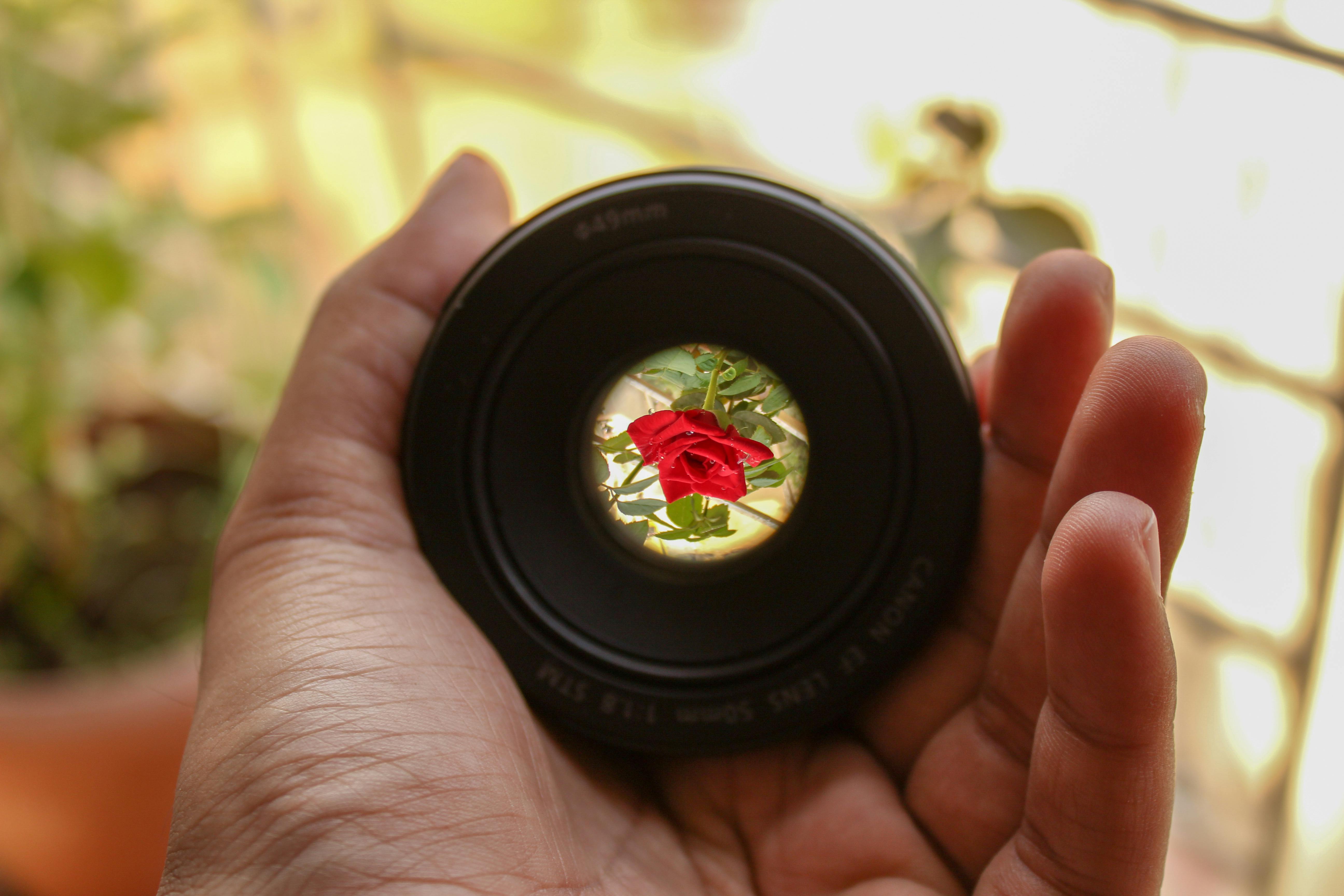 Black Camera Lens Showing Red Rose in Tilt Shift Photography