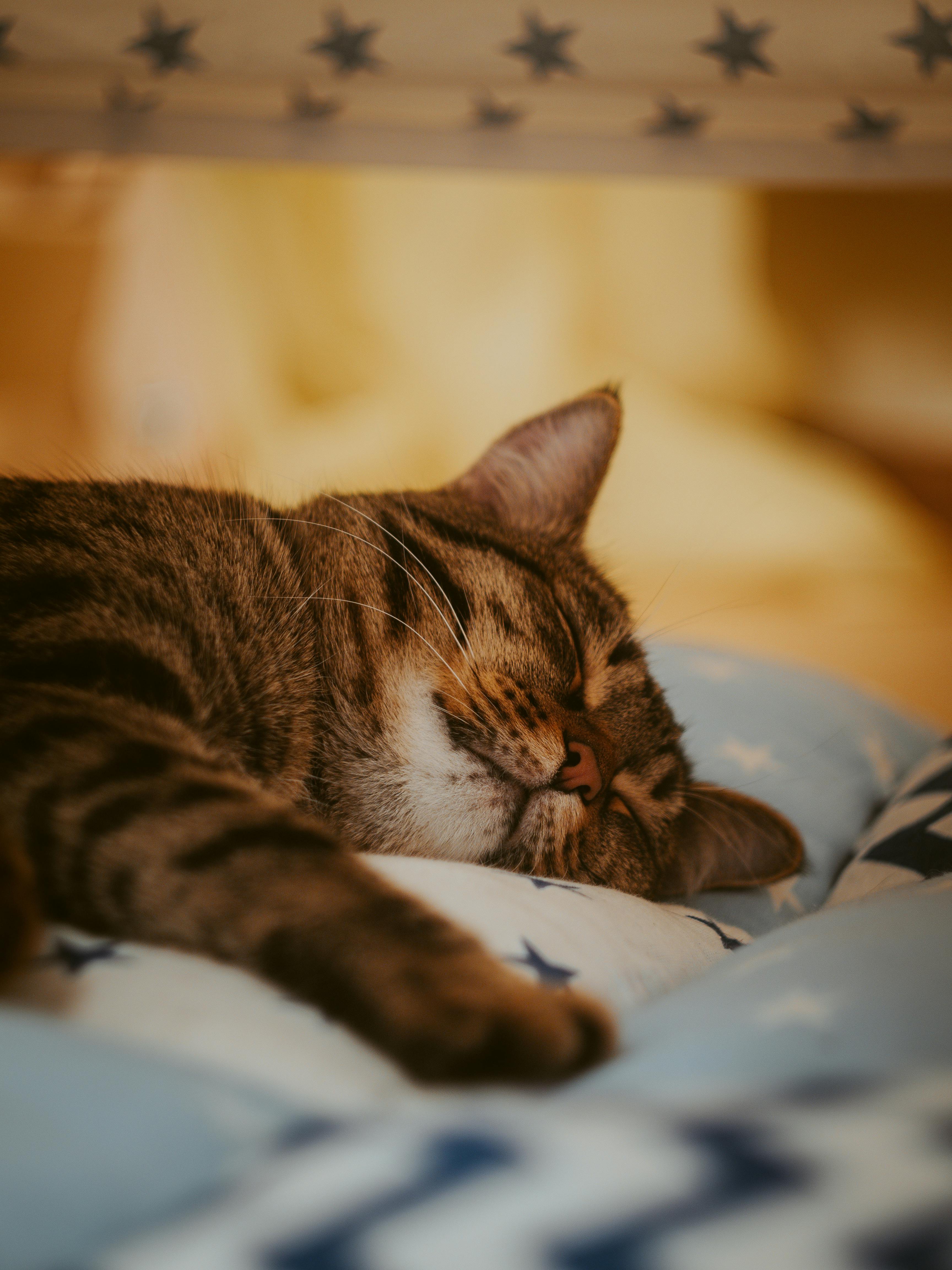 Download Sleeping Cute Cat Aesthetic Wallpaper