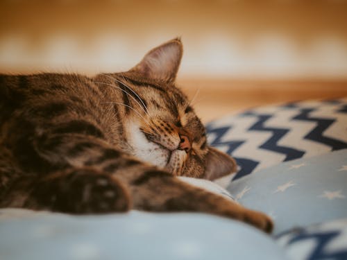 Free A Sleeping Tabby Cat over Blue Textile Stock Photo