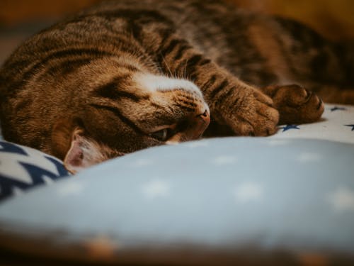 Free A Tabby Cat Lying on a Textile Stock Photo