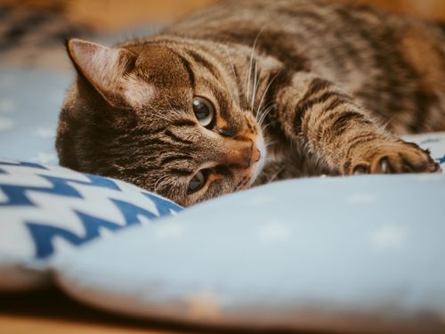 Free Charming tabby cat resting on a soft blue pillow, showcasing a serene and cute moment. Stock Photo