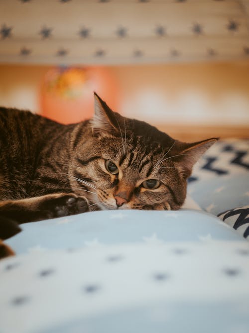 Free A Tabby Cat Lying on a Textile Stock Photo