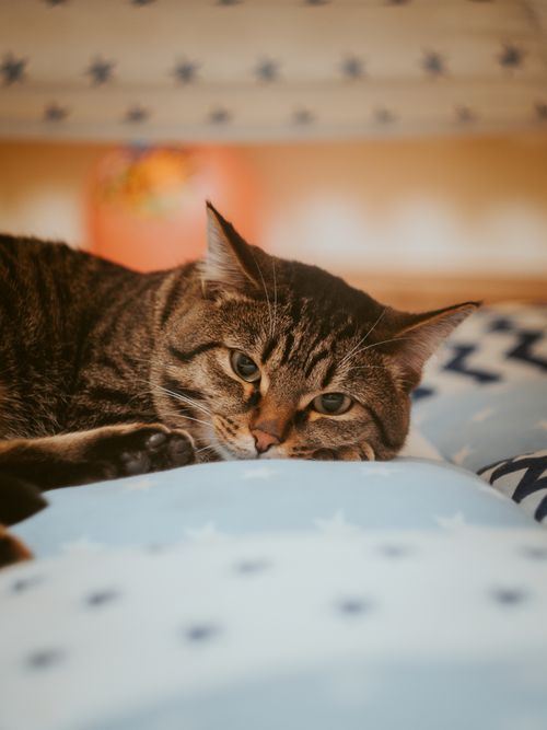 Free Close-up of a tabby cat lying comfortably on a star-patterned blanket indoors. Stock Photo