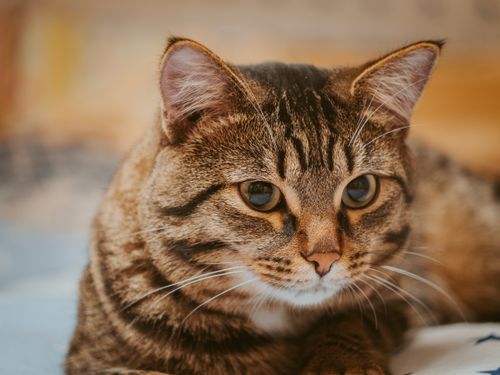 Free Charming close-up of a tabby cat with detailed fur patterns, relaxed indoors. Stock Photo