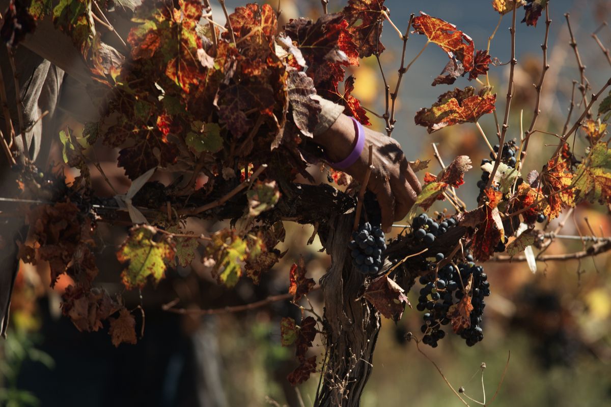 A hand picking dark grape clusters amid autumn leaves