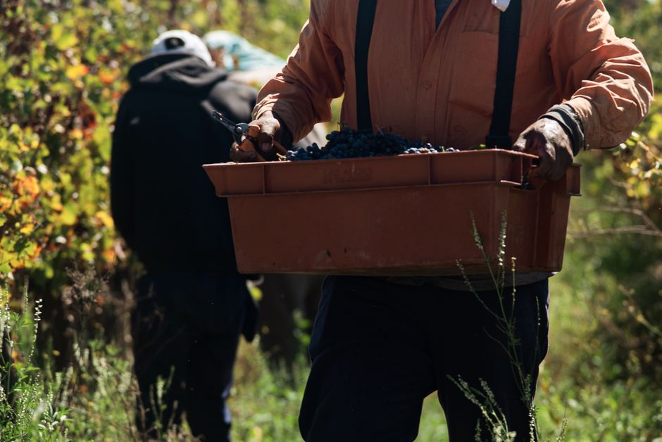 A farmer carries a crate filled with freshly harvested grapes during autumn in a vineyard.