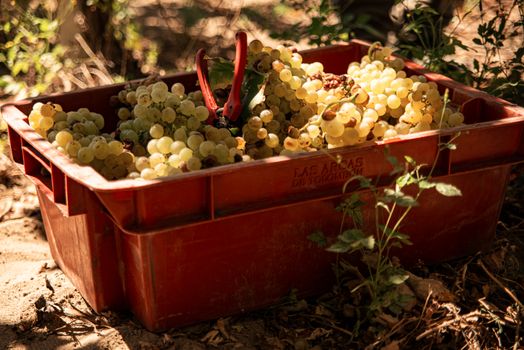 Close-up view of freshly harvested grapes in a red crate outside, sunlight casting shadows. - Fotografer Sidoarjo