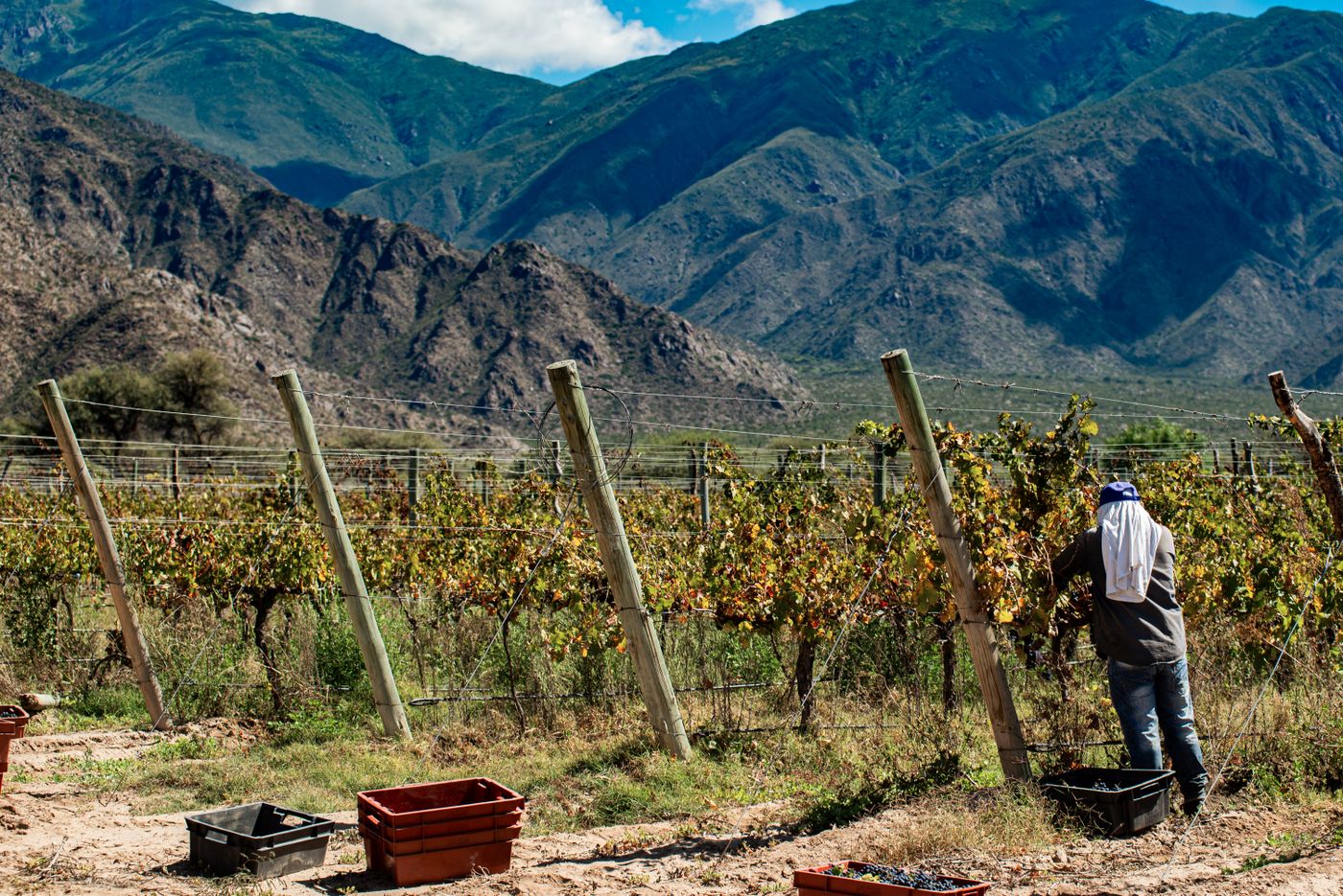 Harvest worker carrying crates of freshly picked red grapes