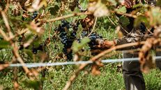 Growing Concord Grapes in the Vineyard