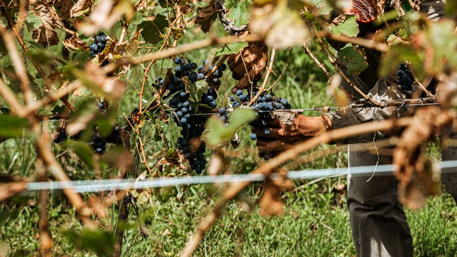 Hands picking ripe grapes in a vineyard, showcasing the grape harvest process.