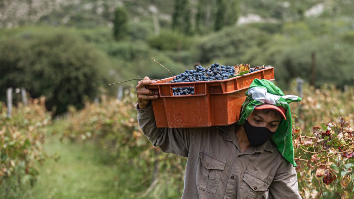 Vineyard worker carrying a crate of freshly picked grapes between rows during the autumn harvest