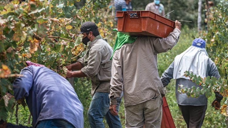 People Harvesting Grapes In A Vineyard