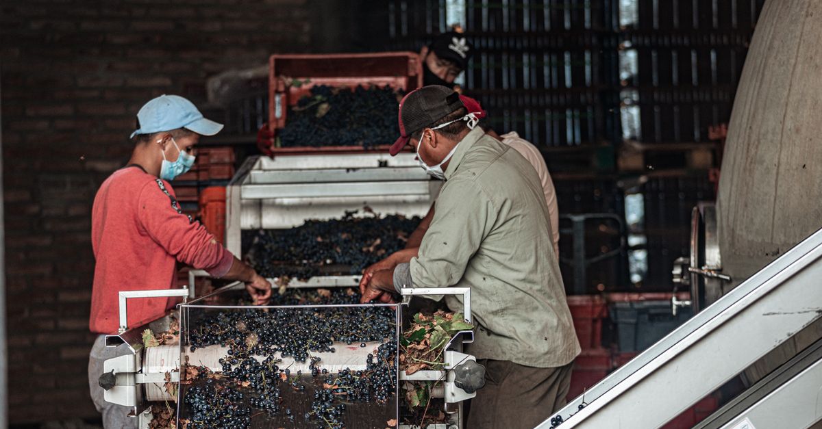 Workers sorting red grapes in a winery for wine production, using machinery for processing.