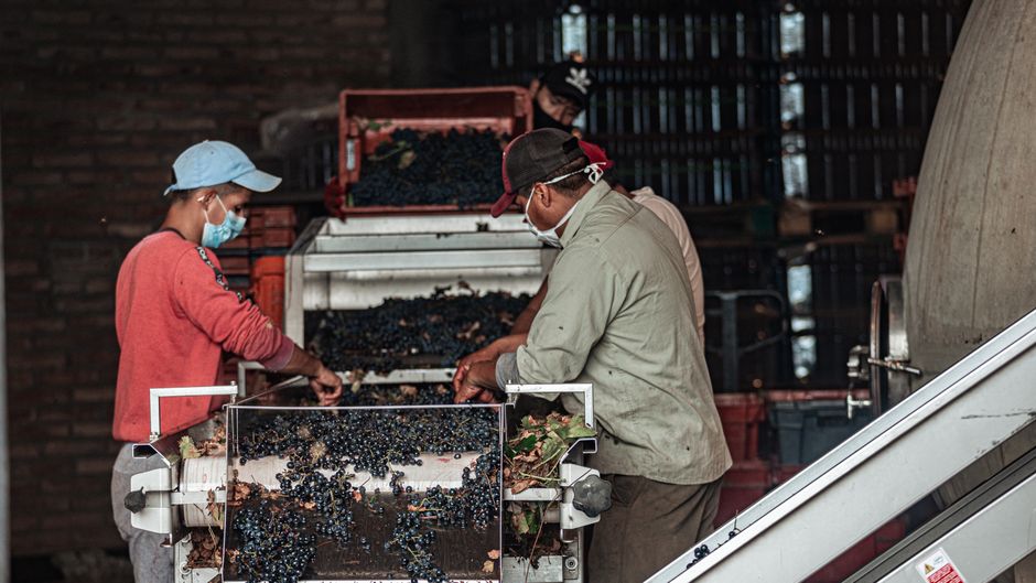 Workers sorting red grapes in a winery for wine production, using machinery for processing.