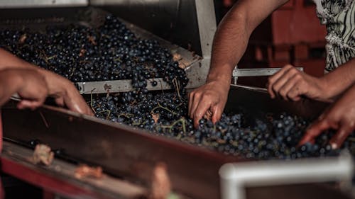 People Selecting Grapes in Wine Production