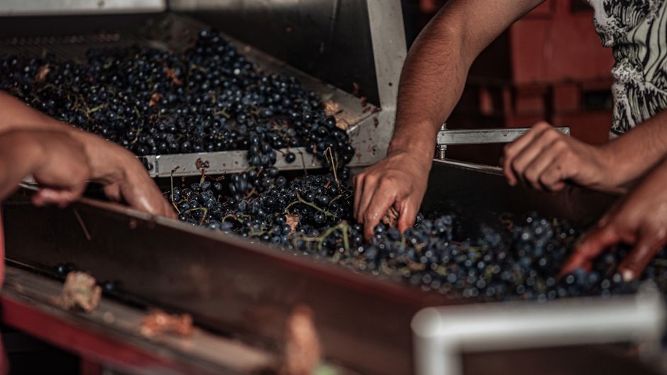 Close-up of workers hand-picking grapes in a vineyard for wine production.
