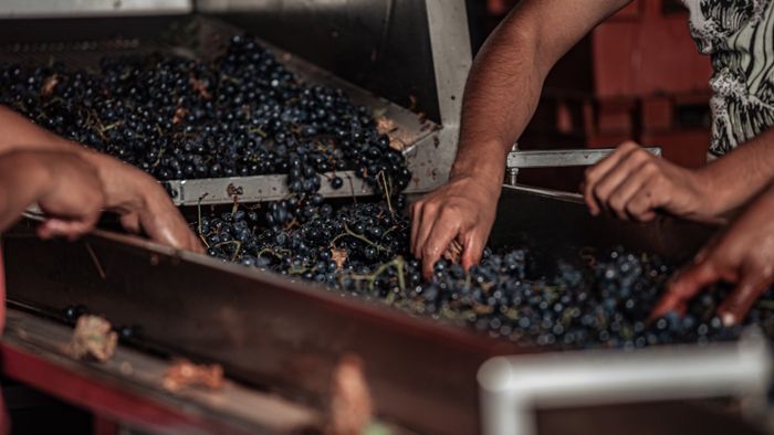 Vendanges