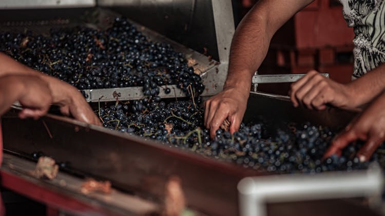 People Selecting Grapes In Wine Production