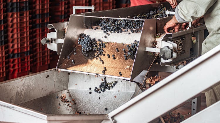 Grapes Falling Into Production Machine