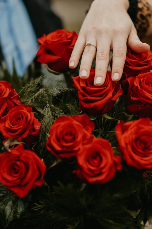 Free A Person Touching Red Roses Bouquet Stock Photo