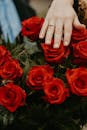 Person Holding Red Roses Bouquet