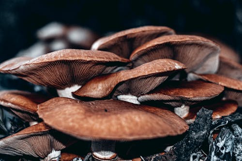 Бесплатное стоковое фото с гриб, грибы, коричневый