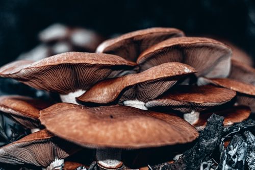 Free Detailed close-up of brown mushrooms showcasing natural texture and growth, captured outdoors. Stock Photo