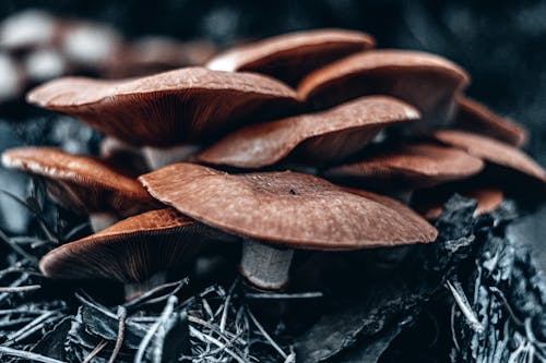 Mushrooms in Close-up Photography
