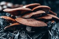 Brown Mushrooms on Black and White Surface