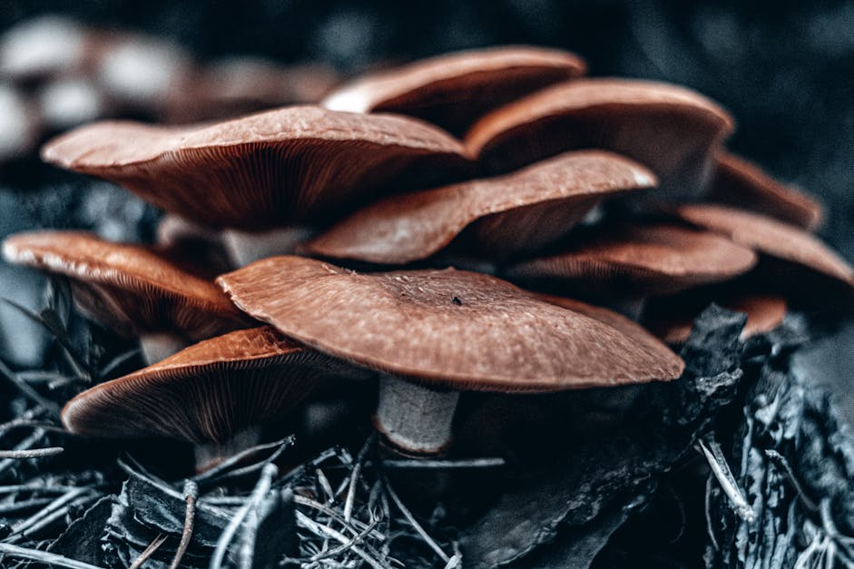 How do mushrooms grow