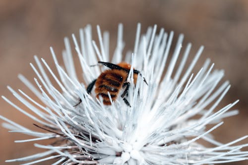 無料 昆虫, 自然, 花の無料の写真素材 写真素材