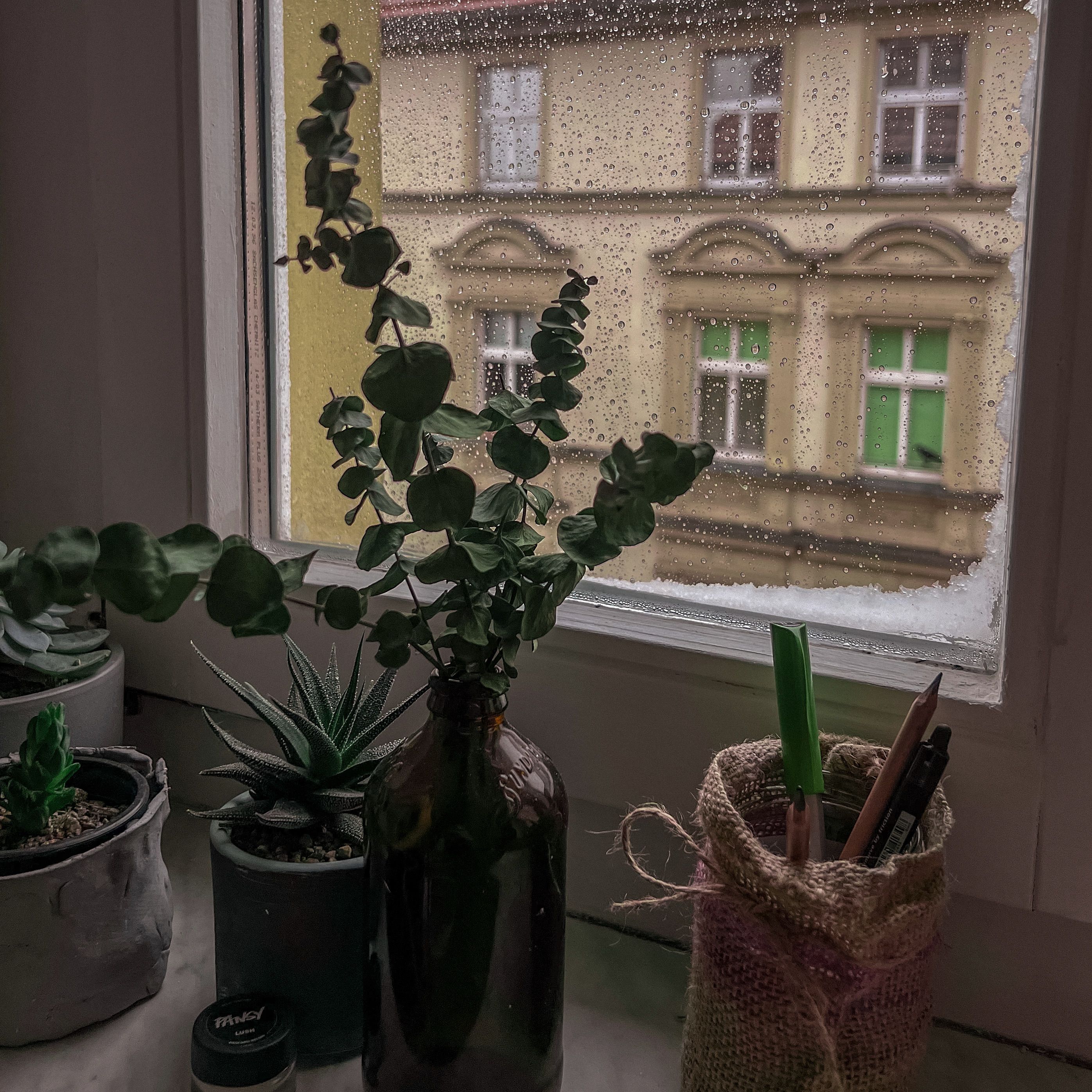 Indoor setting with plants on a windowsill and rainy view outside.