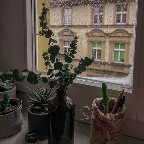 Free Potted Plants Near a Window Stock Photo