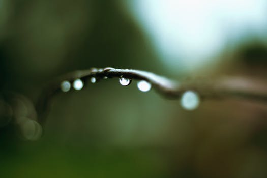 Close-up of rain droplets on a branch in Kiambu, Kenya, showcasing nature's beauty with depth and focus.