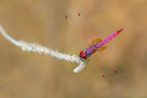 Free Macro Photography of Dragonfly Stock Photo
