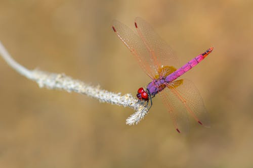 Macro Photography of Dragonfly