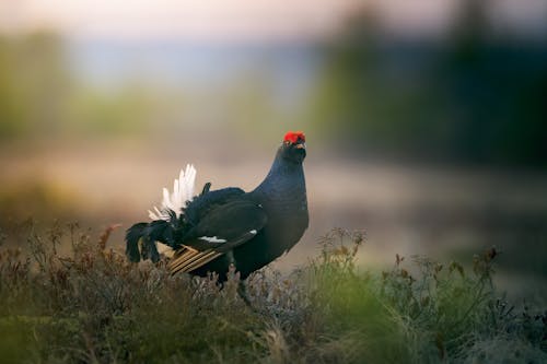 A Male Black Grouse on the Grass