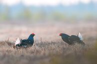 Close-Up Shot of Two Grouses on the Grass