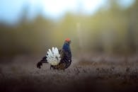 A Grouse on the Grass