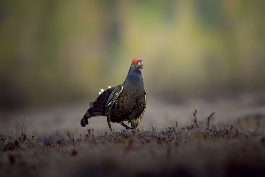 Selective Focus of Male Black Grouse on the Ground

