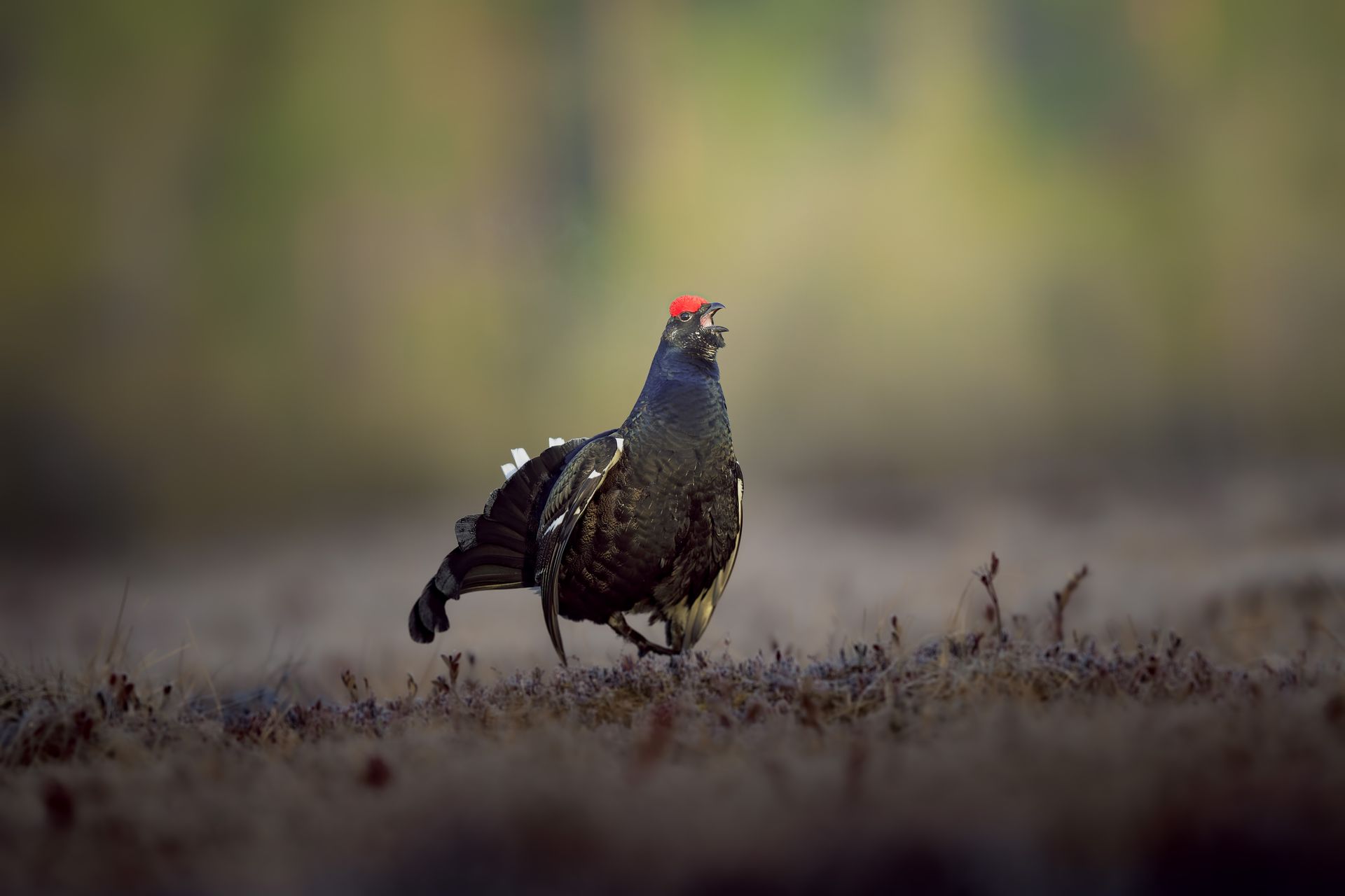 Close-up of a male black grouse standing in its natural habitat with a blurred background.
