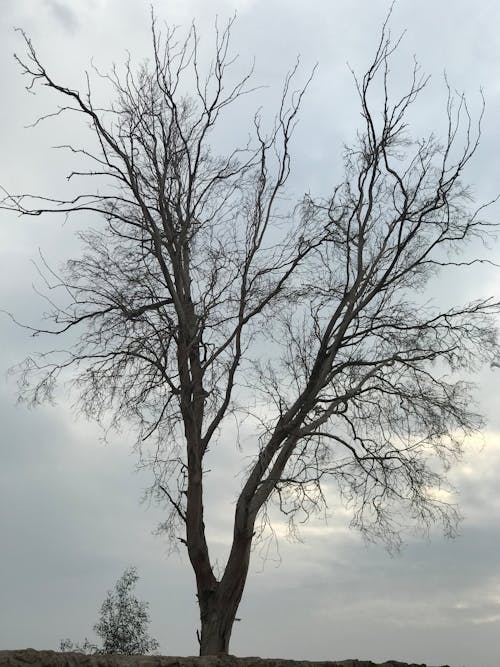 가지, 구름, 맨몸의의 무료 스톡 사진