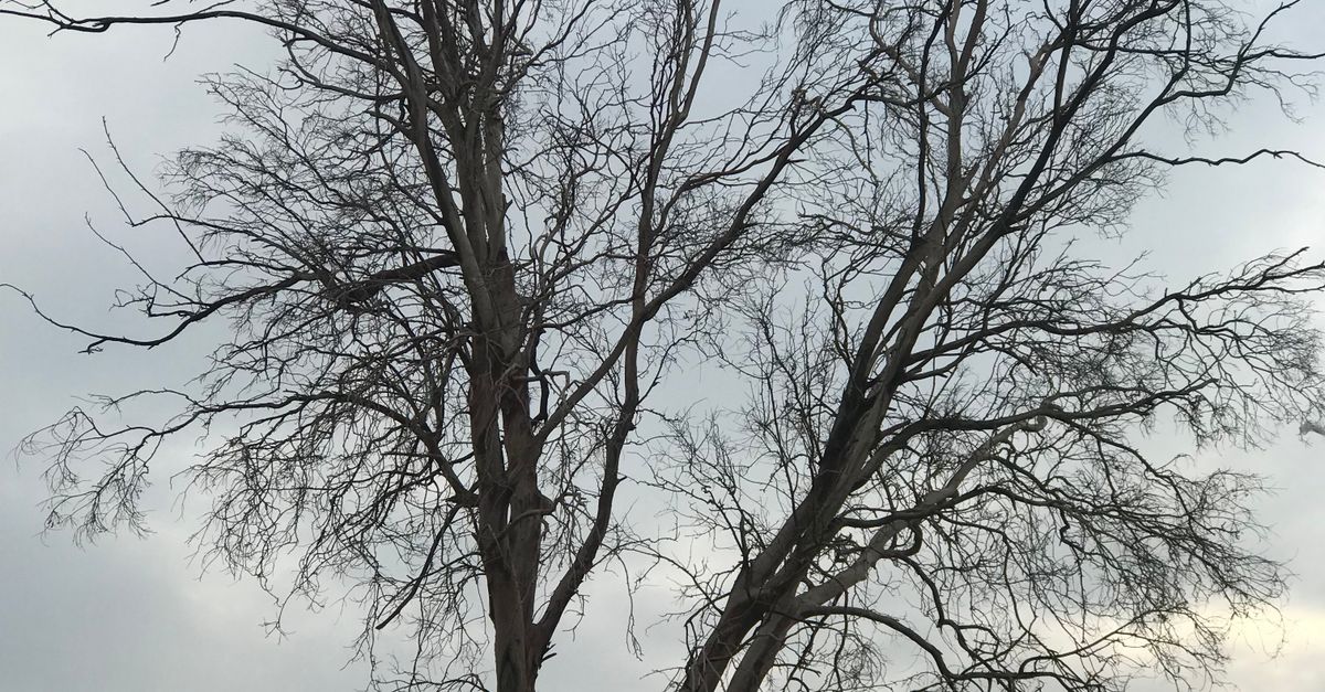 Trees Leaf Less A Leafless Tree · Free Stock Photo