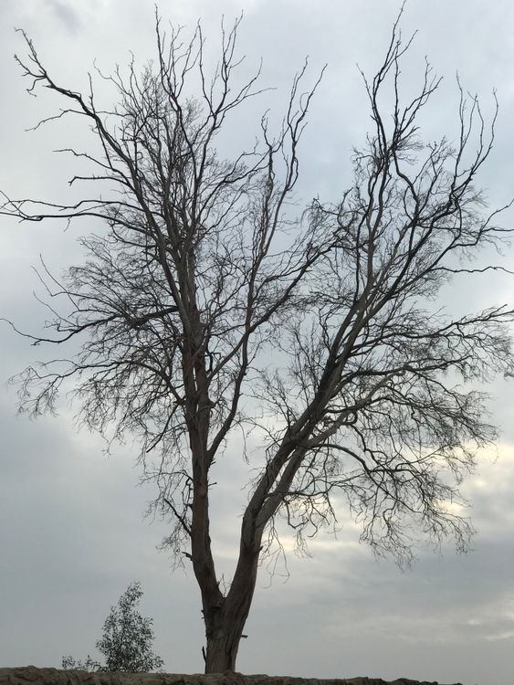 Trees Leaf Less A Leafless Tree · Free Stock Photo