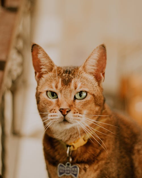 A Tabby Cat in Tilt Shift Lens