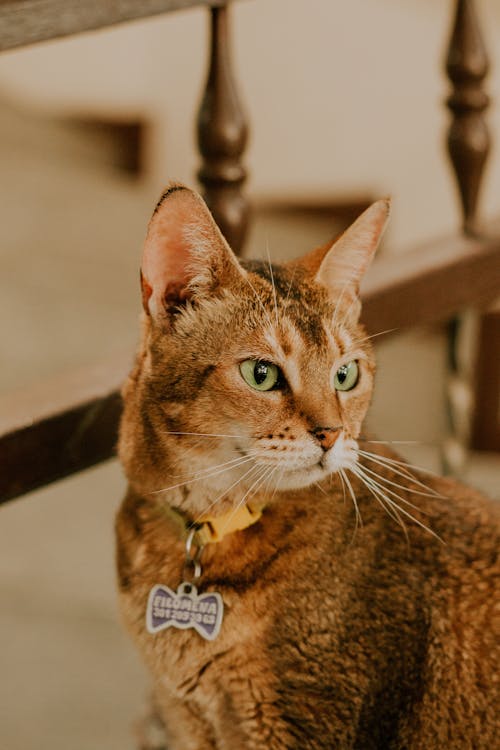 A Tabby Cat with a Collar