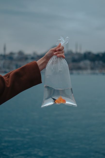 A person holds a goldfish in a plastic bag against a serene waterfront backdrop, capturing tranquility.