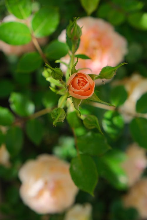 Kostnadsfri bild av blomfotografi, blomknopp, blomma tapeter