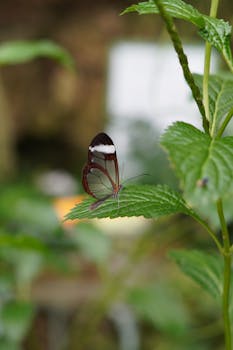 Close-up of a Glasswing Butterfly (Greta oto) perched on a lush green leaf in natural setting.